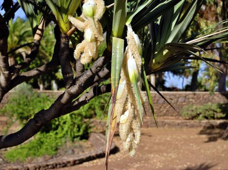 Téléchargez les photos : Le Pandanus utilis est dioïque et est une plante à feuilles persistantes qui forme un tronc jusqu'à environ 6 mètres de haut. Les fleurs mâles sont parfumées. Pandanus utilis est originaire de l'ouest de l'océan Indien sur les îles Mascarènes Maurice, Réunion et - en image libre de droit