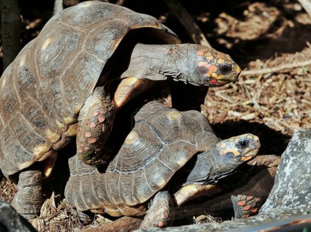 Photo for Two tortoises during the mating act in close-up. - Royalty Free Image