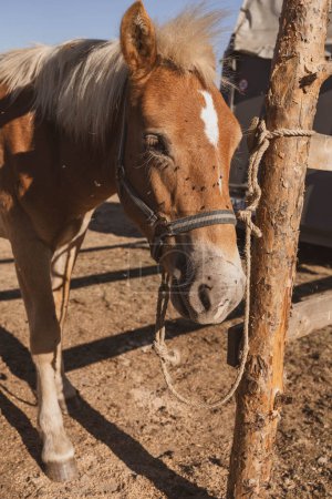 Photo for Close-up of a horse tied to a fence, with flies on his head - Royalty Free Image