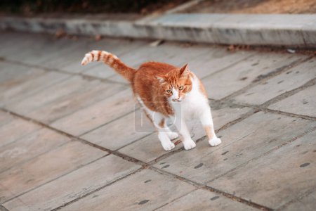 Stray street yellow cat walking in Thessaloniki