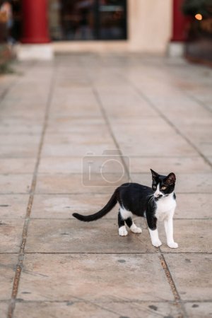 Stray street black and white cat walking in Thessaloniki