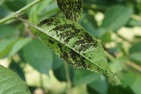 Aphids (Aphidoidea) on the leaves of cherry tree