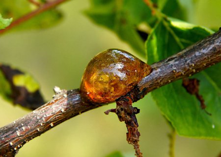 Goma natural en una rama de escarcha de primavera dañada de albaricoque
