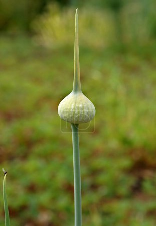 Téléchargez les photos : Le renflement sphérique galique (Allium sativum) avec des ampoules - en image libre de droit