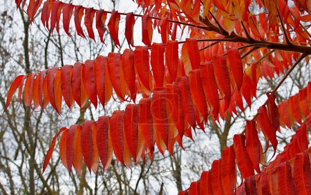 Téléchargez les photos : Les feuilles rouge vif de sumac look attrayant en automne - en image libre de droit