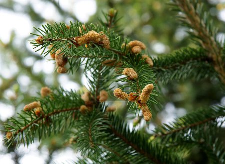 Junge weibliche Zapfen der Europäischen Fichte (Picea abies))