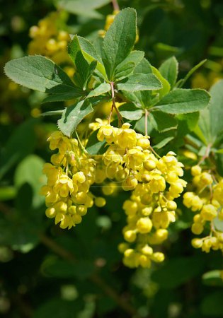 Hojas frescas y flores de berberis (Berberis vulgaris)