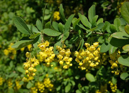 Hojas frescas y flores de berberis (Berberis vulgaris)