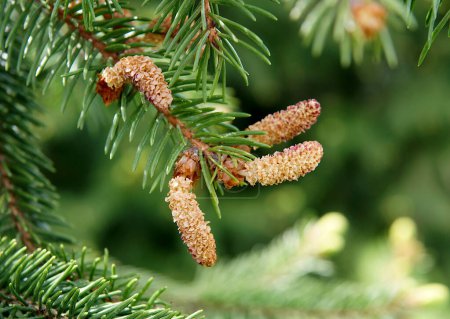 Young female cones of European spruce (Picea abies)