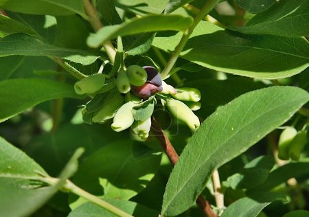 Unripe fruits of blue fly honeysuckle or haskap (Lonicera caerulea) in May