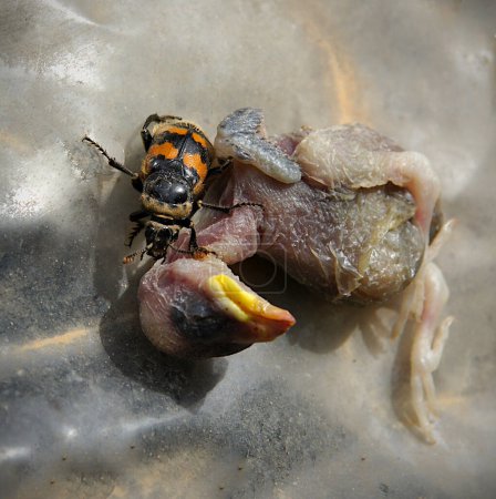 Burying beetle or sexton beetle (Nicrophorus interruptus) examines its foo