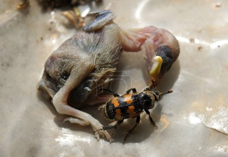 Burying beetle or sexton beetle (Nicrophorus interruptus) examines its foo