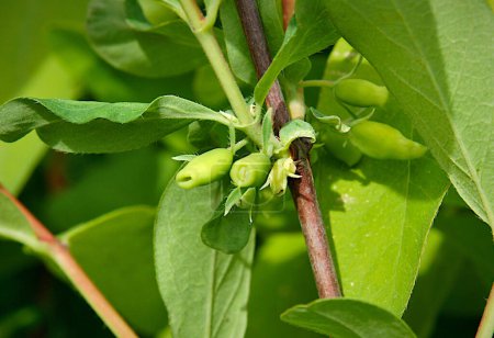Téléchargez les photos : Fruits non mûrs de mouche bleue (Lonicera caerulea) en Ma - en image libre de droit