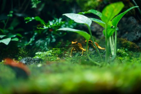 Téléchargez les photos : Grenouille dorée (Phyllobates terribilis) grenouille empoisonnée d'Amérique du Sud, un animal de compagnie amphibien populaire en terrarium - en image libre de droit