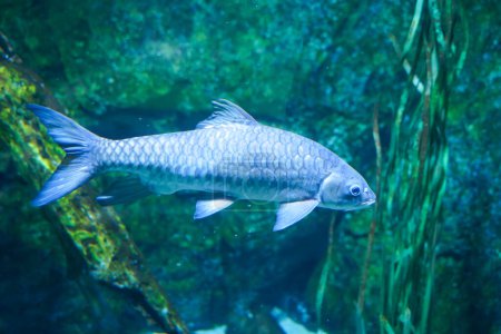Blue Mahseer(Tor tambroides) swimming in large aquarium