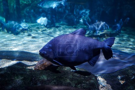 Téléchargez les photos : Tambaqui (Colossoma macropomum) également connu sous le nom de Black Pacu nageant dans un grand aquarium avec de nombreux poissons - en image libre de droit