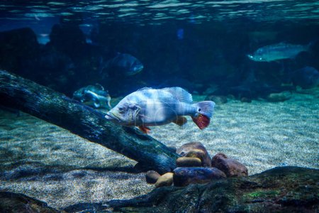 Téléchargez les photos : Paon Basse (cichla monoculus) plus grand de la famille des cichlidés nageant dans un grand aquarium avec d'autres poissons prédateurs - en image libre de droit
