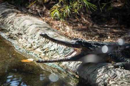 Photo for False Gharial have sunbathing - Royalty Free Image