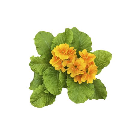 Yellow primrose flowers with leaves home plant isolated object, early spring green floral plant, clipping path selective focus, decorative element for design, home decor concept