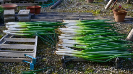 Photo for Japanese green onion at the rural farm in Gunma, Japan. - Royalty Free Image