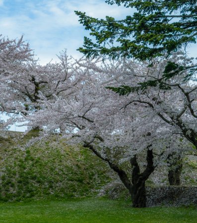 Pfirsichblütenlandschaft in voller Blüte im Goryokaku Park, Hakodate, Japan.