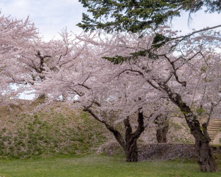Pfirsichblütenlandschaft in voller Blüte im Goryokaku Park, Hakodate, Japan.
