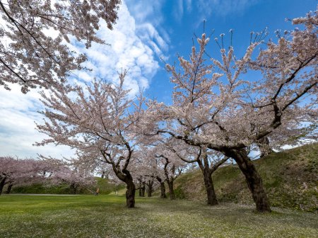 Peach blossom landscape in full bloom at Goryokaku Park, Hakodate, Japan.