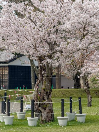 Peach blossom landscape in full bloom at Goryokaku Park, Hakodate, Japan.