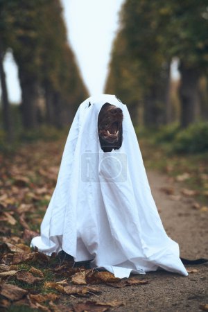 Foto de El perro está disfrazado de fantasma. Foto de alta calidad - Imagen libre de derechos