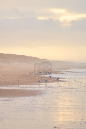 Téléchargez les photos : Mouettes marchant sur une plage. Photo de haute qualité - en image libre de droit