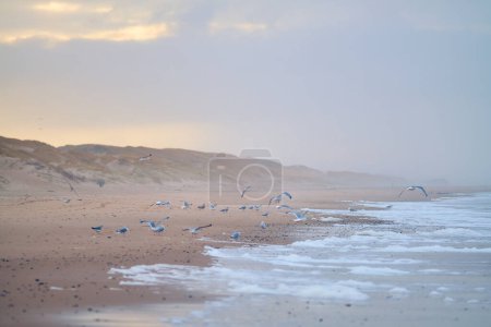 Téléchargez les photos : Flock of Seagulls on the beach in denmark. High quality photo - en image libre de droit
