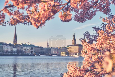 Fleur de cerisier au printemps à Hambourg. Photo de haute qualité
