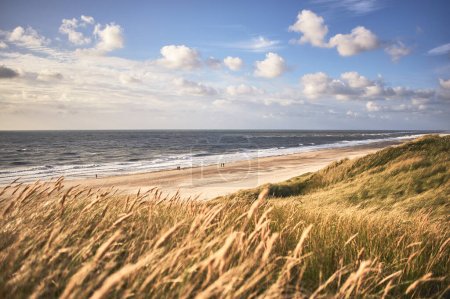 Téléchargez les photos : Grande dune dorée sur la côte danoise de la mer du Nord. Photo de haute qualité - en image libre de droit