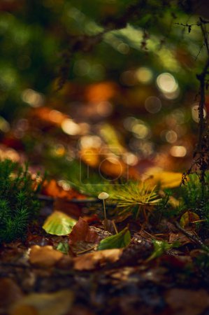 Moss and leaves and small mushroom in sunshine in deep forest. High quality photo