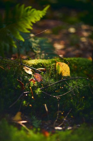 Moss and leaves in deep forest in sunshine. High quality photo
