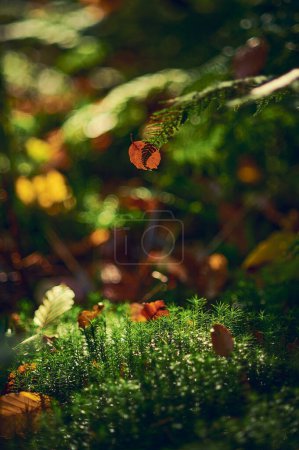 Moss and leaves in sunshine in deep forest. High quality photo