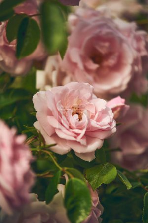 Hermosa flor de rosa salvaje. Foto de alta calidad