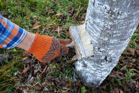 le jardinier peint les troncs d'arbres avec de la chaux en automne pour empêcher les fissures du gel