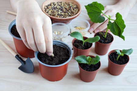 hands of a young girl sowing vegetable seeds for seedlings, on the background of a wooden table, garden tools and green sprouts