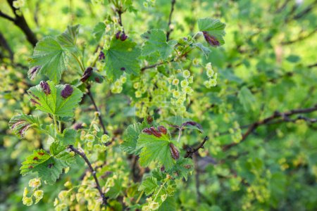 Currant leaves are affected by aphids