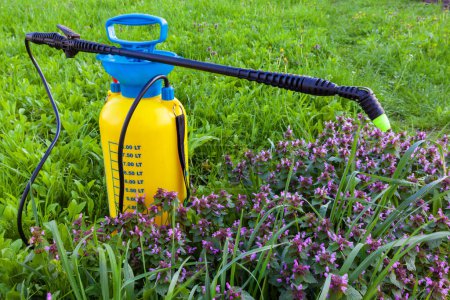 blue and yellow garden sprayer on a background of green grass and purple flowers
