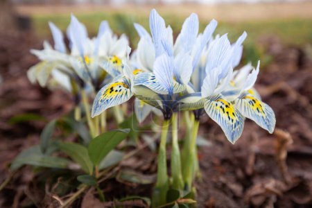 Iris fleuris dans le jardin au début du printemps