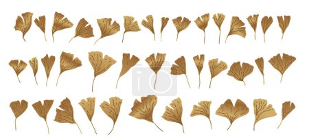Téléchargez les illustrations : Feuilles dorées Ginkgo ou Gingko Biloba. Collection de feuilles tropicales à texture dorée Nature illustration botanique en métal, graphique décoratif isolé sur blanc. - en licence libre de droit