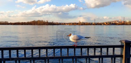 Foto de Seagull Sitting at the Fence in front of the River. Daytime Photo. - Imagen libre de derechos