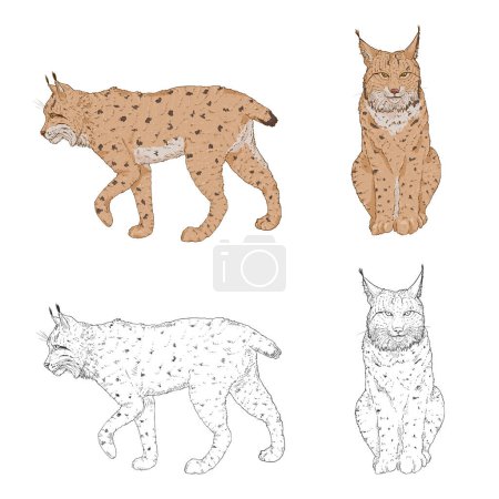 Illustration for Vector Sketch and Cartoon Set of Lynx Illustrations. - Royalty Free Image