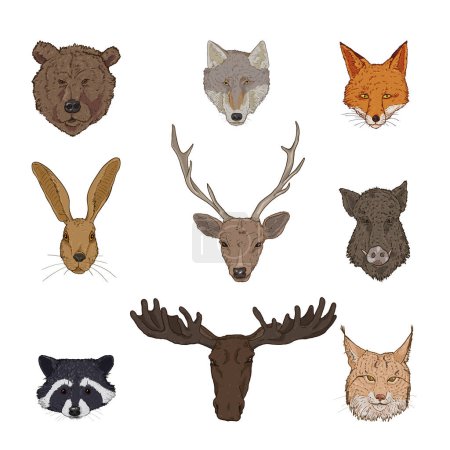 Illustration for Vector Set of Cartoon Forest Animals Heads. Front View. - Royalty Free Image