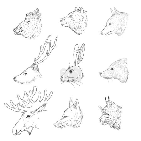 Téléchargez les illustrations : Ensemble vectoriel de têtes d'animaux forestiers croquis. Vue latérale. - en licence libre de droit