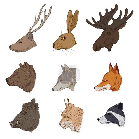Ilustración de Conjunto vectorial de cabezas de animales del bosque de dibujos animados. Vista lateral. - Imagen libre de derechos