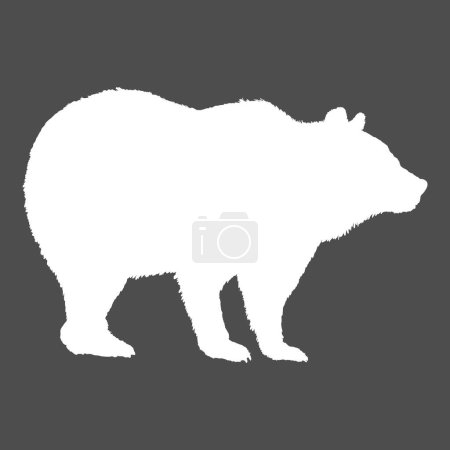Ilustración de Vector silueta blanca del oso pardo sobre fondo oscuro - Imagen libre de derechos