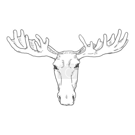 Illustration for Vector Sketch Moose Head Illustration. Front View - Royalty Free Image